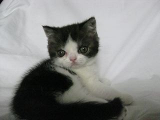 Scotish Fold Kitten